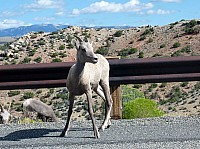 Big horn (66).JPG
